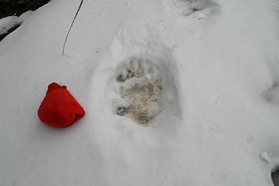 雪の上にあったクマの足跡その１