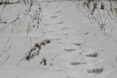 雪の上にあったクマの足跡その２