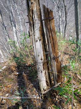 D点付近で発見した木の柱